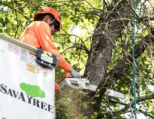 Arborist Consultations-Lantana Tree Trimming and Tree Removal Services-We Offer Tree Trimming Services, Tree Removal, Tree Pruning, Tree Cutting, Residential and Commercial Tree Trimming Services, Storm Damage, Emergency Tree Removal, Land Clearing, Tree Companies, Tree Care Service, Stump Grinding, and we're the Best Tree Trimming Company Near You Guaranteed!