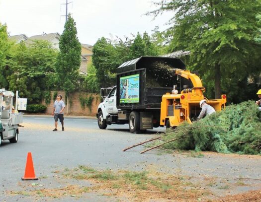 Commercial Tree Services-Lantana Tree Trimming and Tree Removal Services-We Offer Tree Trimming Services, Tree Removal, Tree Pruning, Tree Cutting, Residential and Commercial Tree Trimming Services, Storm Damage, Emergency Tree Removal, Land Clearing, Tree Companies, Tree Care Service, Stump Grinding, and we're the Best Tree Trimming Company Near You Guaranteed!