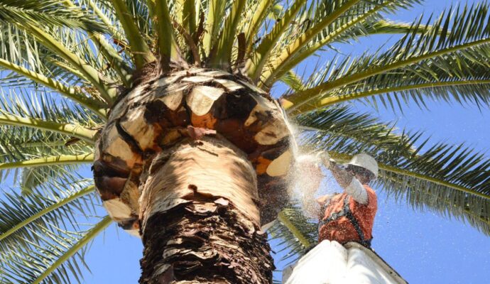 Palm Tree Trimming & Palm Tree Removal-Lantana Tree Trimming and Tree Removal Services-We Offer Tree Trimming Services, Tree Removal, Tree Pruning, Tree Cutting, Residential and Commercial Tree Trimming Services, Storm Damage, Emergency Tree Removal, Land Clearing, Tree Companies, Tree Care Service, Stump Grinding, and we're the Best Tree Trimming Company Near You Guaranteed!