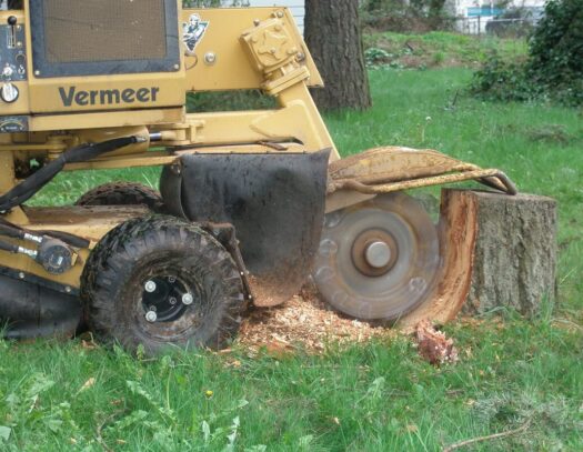 Stump Grinding & Removal-Lantana Tree Trimming and Tree Removal Services-We Offer Tree Trimming Services, Tree Removal, Tree Pruning, Tree Cutting, Residential and Commercial Tree Trimming Services, Storm Damage, Emergency Tree Removal, Land Clearing, Tree Companies, Tree Care Service, Stump Grinding, and we're the Best Tree Trimming Company Near You Guaranteed!