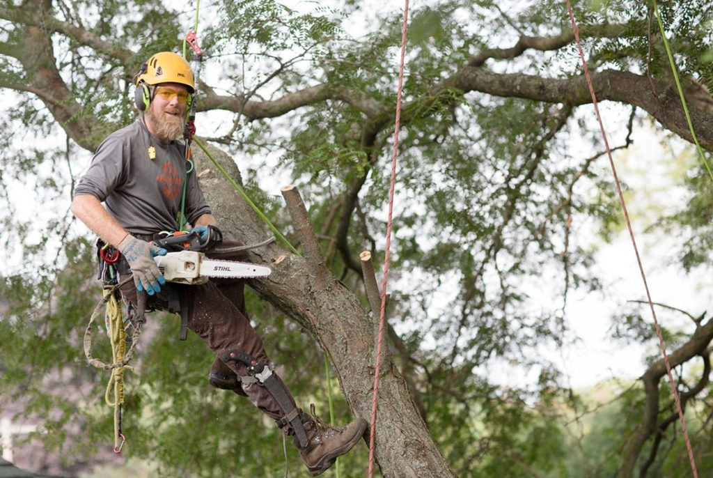 Tree Cutting-Lantana Tree Trimming and Tree Removal Services-We Offer Tree Trimming Services, Tree Removal, Tree Pruning, Tree Cutting, Residential and Commercial Tree Trimming Services, Storm Damage, Emergency Tree Removal, Land Clearing, Tree Companies, Tree Care Service, Stump Grinding, and we're the Best Tree Trimming Company Near You Guaranteed!