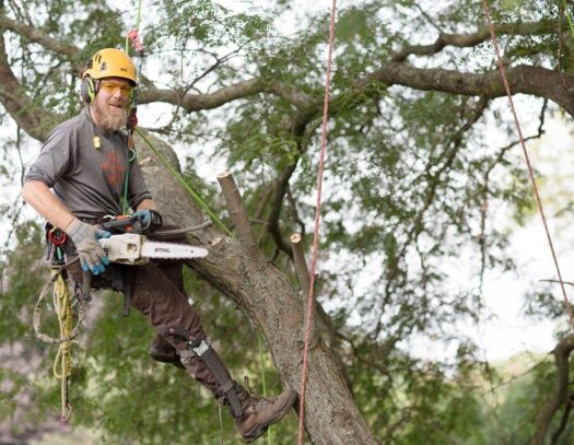 Tree Cutting-Lantana Tree Trimming and Tree Removal Services-We Offer Tree Trimming Services, Tree Removal, Tree Pruning, Tree Cutting, Residential and Commercial Tree Trimming Services, Storm Damage, Emergency Tree Removal, Land Clearing, Tree Companies, Tree Care Service, Stump Grinding, and we're the Best Tree Trimming Company Near You Guaranteed!