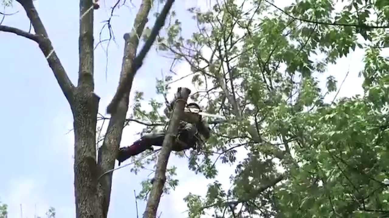 Tree Pruning & Tree Removal-Lantana Tree Trimming and Tree Removal Services-We Offer Tree Trimming Services, Tree Removal, Tree Pruning, Tree Cutting, Residential and Commercial Tree Trimming Services, Storm Damage, Emergency Tree Removal, Land Clearing, Tree Companies, Tree Care Service, Stump Grinding, and we're the Best Tree Trimming Company Near You Guaranteed!