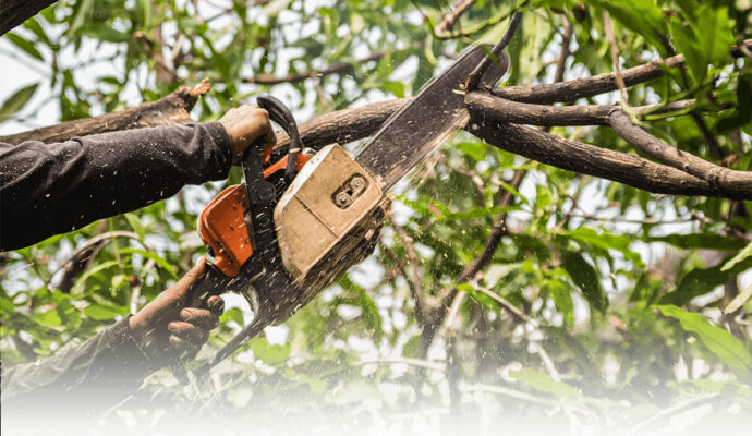 Tree Trimming Services-Lantana Tree Trimming and Tree Removal Services-We Offer Tree Trimming Services, Tree Removal, Tree Pruning, Tree Cutting, Residential and Commercial Tree Trimming Services, Storm Damage, Emergency Tree Removal, Land Clearing, Tree Companies, Tree Care Service, Stump Grinding, and we're the Best Tree Trimming Company Near You Guaranteed!