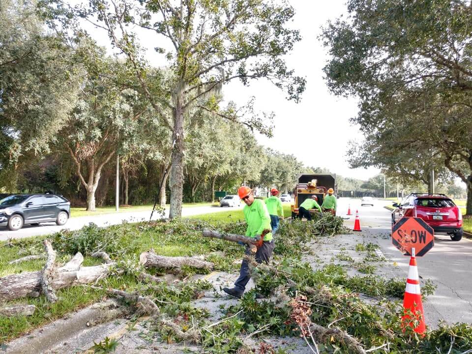 Commercial Tree Services Affordable-Pro Tree Trimming & Removal Team of Lantana