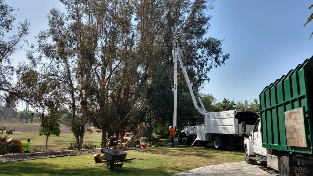 Commercial Tree Services Lantana-Pro Tree Trimming & Removal Team of Lantana
