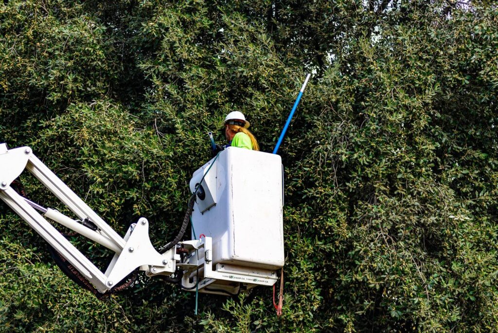 Commercial-Tree-Services-Services Pro-Tree-Trimming-Removal-Team-of-Lantana