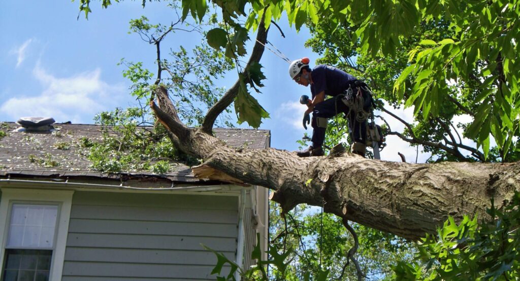 Emergency-Tree-Removal-Services Pro-Tree-Trimming-Removal-Team-of-Lantana