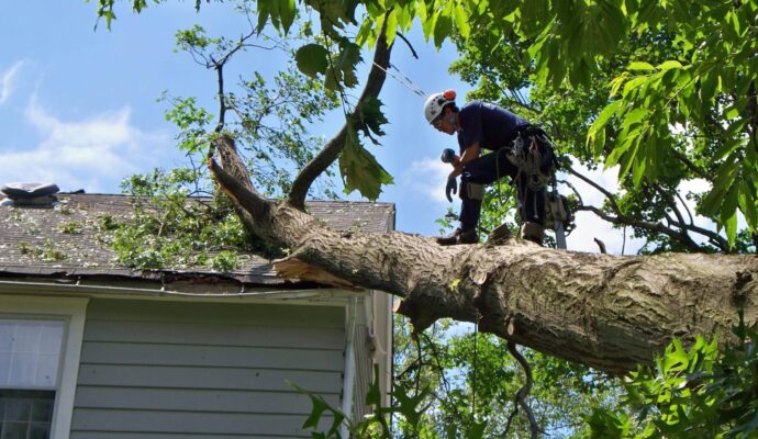 Emergency-Tree-Removal-Services Pro-Tree-Trimming-Removal-Team-of-Lantana