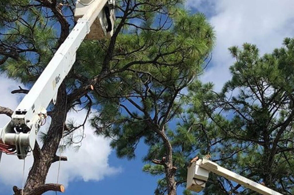 Lantana Commercial Tree Services-Pro Tree Trimming & Removal Team of Lantana