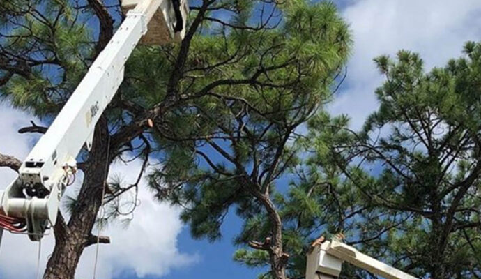 Lantana Commercial Tree Services-Pro Tree Trimming & Removal Team of Lantana