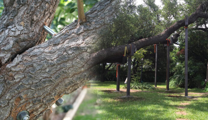 Lantana Tree Bracing & Tree Cabling-Pro Tree Trimming & Removal Team of Lantana