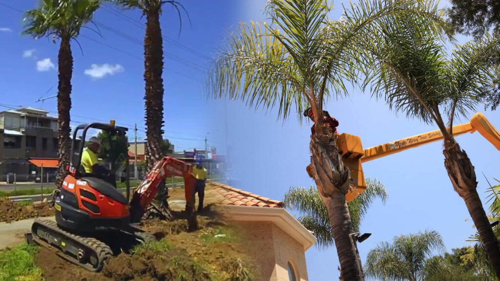 Palm Tree Trimming & Palm Tree Removal Near Me-Pro Tree Trimming & Removal Team of Lantana