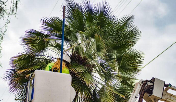 Palm-Tree-Trimming-Palm-Tree-Removal-Services Pro-Tree-Trimming-Removal-Team-of-Lantana