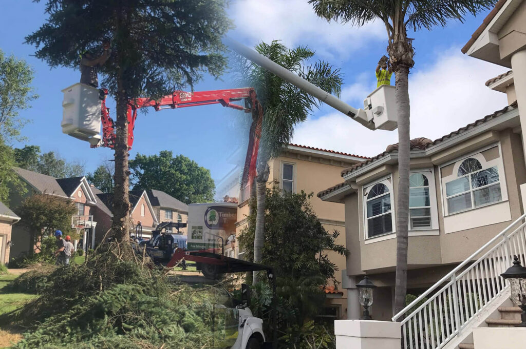 Residential Tree Services Affordable-Pro Tree Trimming & Removal Team of Lantana