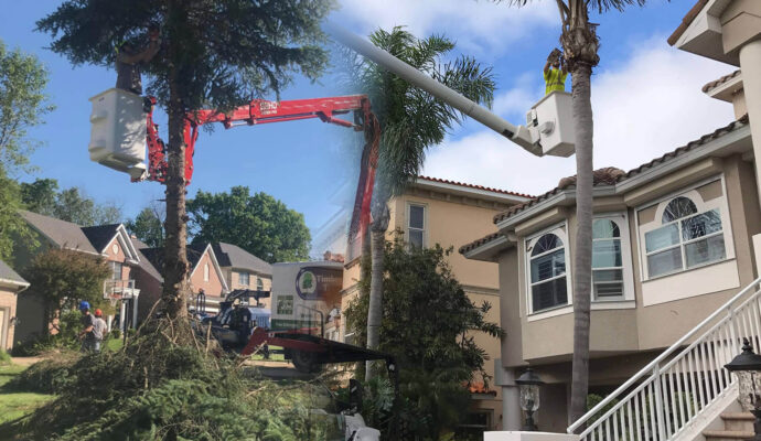 Residential Tree Services Affordable-Pro Tree Trimming & Removal Team of Lantana