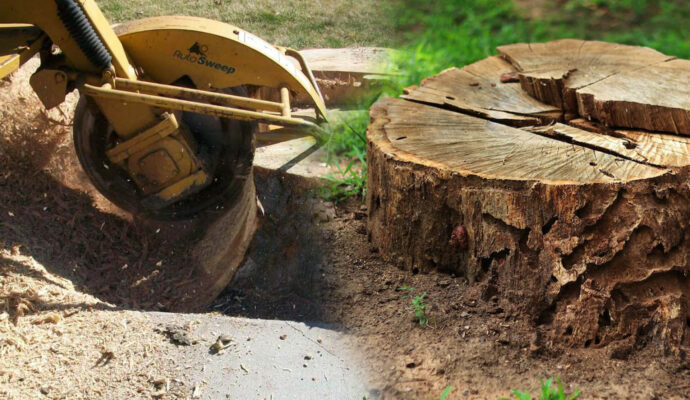 Stump Grinding & Removal Affordable-Pro Tree Trimming & Removal Team of Lantana