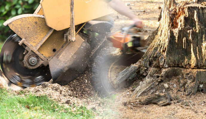 Stump Grinding & Removal Near Me-Pro Tree Trimming & Removal Team of Lantana