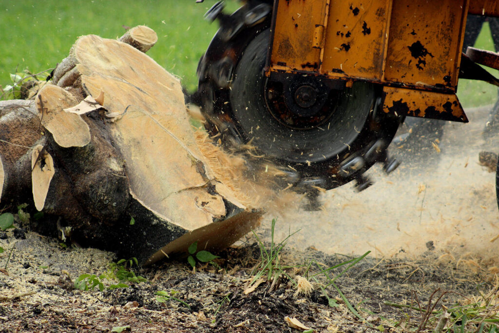 Stump-Grinding-Removal-Services Pro-Tree-Trimming-Removal-Team-of-Lantana