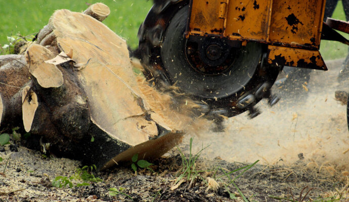 Stump-Grinding-Removal-Services Pro-Tree-Trimming-Removal-Team-of-Lantana