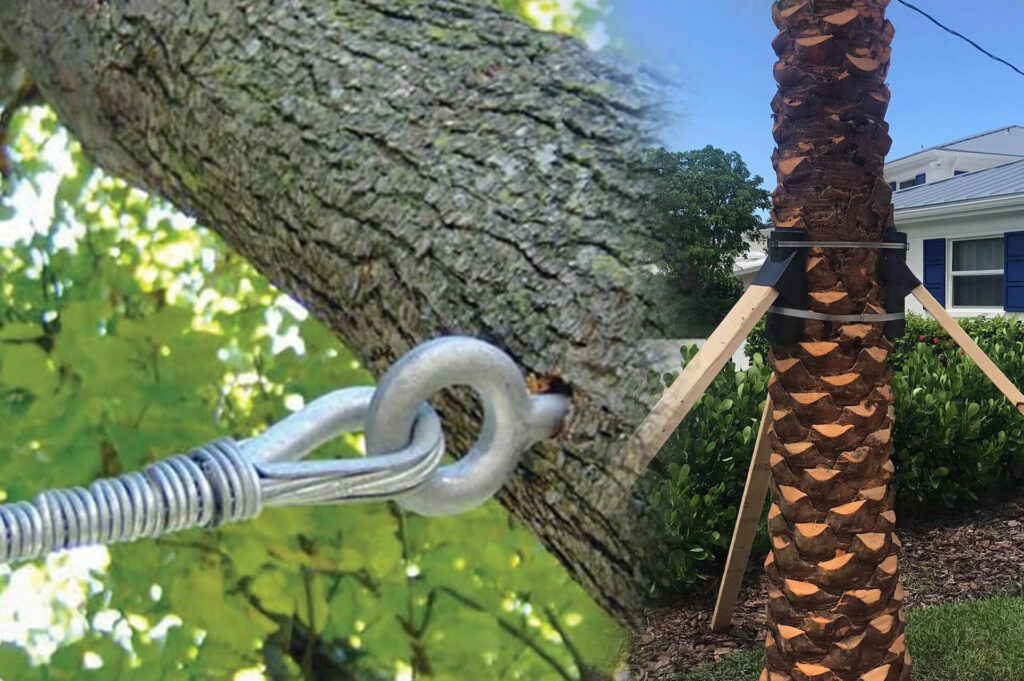 Tree Bracing & Tree Cabling Affordable-Pro Tree Trimming & Removal Team of Lantana