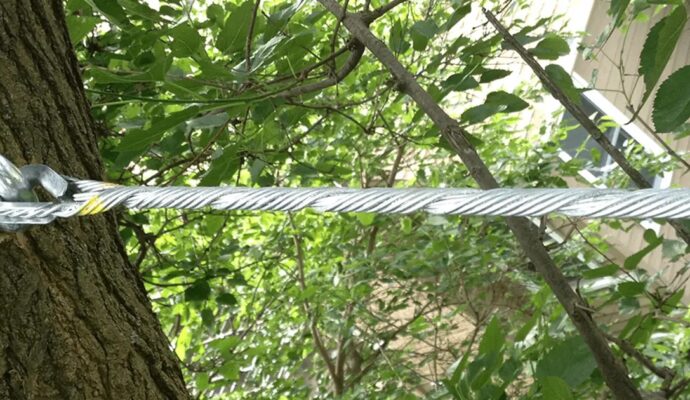 Tree Bracing & Tree Cabling Lantana-Pro Tree Trimming & Removal Team of Lantana