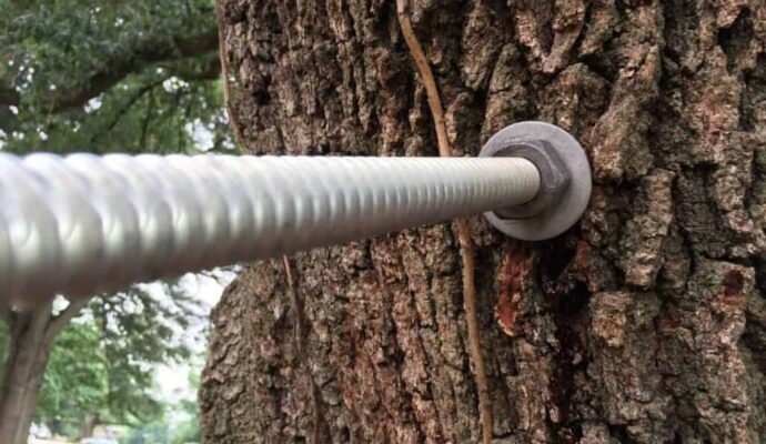 Tree Bracing & Tree Cabling Near Me-Pro Tree Trimming & Removal Team of Lantana