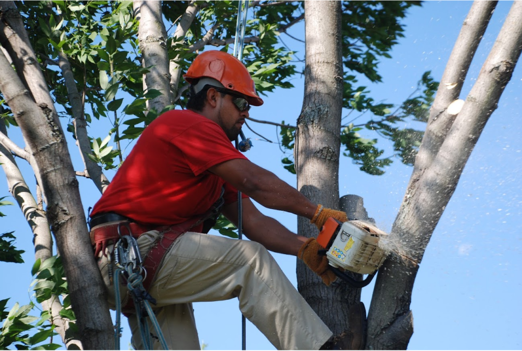 Tree Pruning & Tree Removal Lantana-Pro Tree Trimming & Removal Team of Lantana