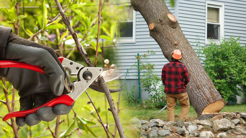 Tree Pruning & Tree Removal Near Me-Pro Tree Trimming & Removal Team of Lantana