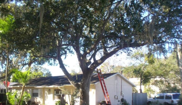 Tree-Pruning-Tree-Removal-Services Pro-Tree-Trimming-Removal-Team-of-Lantana
