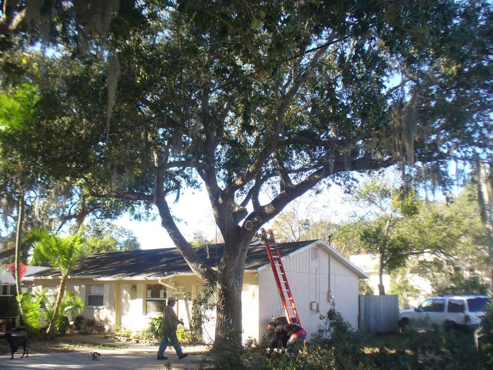 Tree-Pruning-Tree-Removal-Services Pro-Tree-Trimming-Removal-Team-of-Lantana
