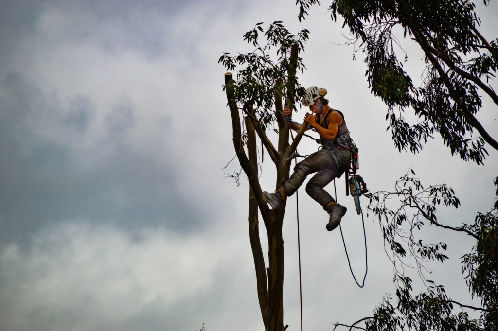 Tree-Trimming-Services-Services Pro-Tree-Trimming-Removal-Team-of Lantana