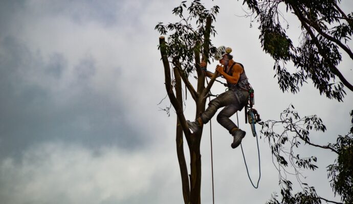 Tree-Trimming-Services-Services Pro-Tree-Trimming-Removal-Team-of Lantana