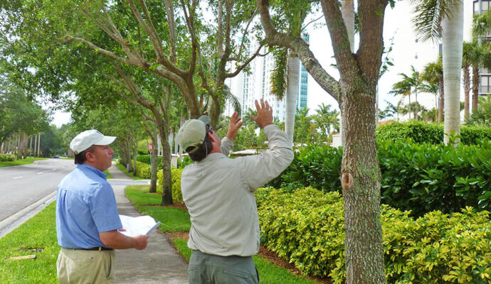 Arborist Consultations-Pros-Pro Tree Trimming & Removal Team of Lantana