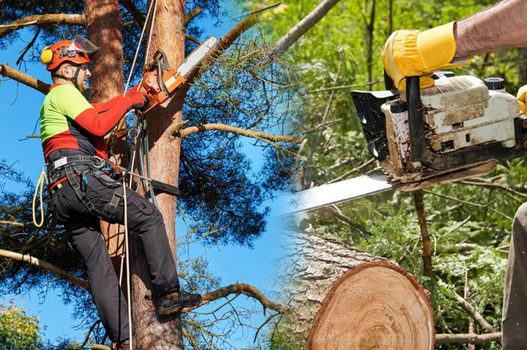 Commercial Tree Services Experts-Pro Tree Trimming & Removal Team of Lantana