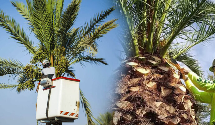 Palm Tree Trimming & Palm Tree Removal Experts-Pro Tree Trimming & Removal Team of Lantana