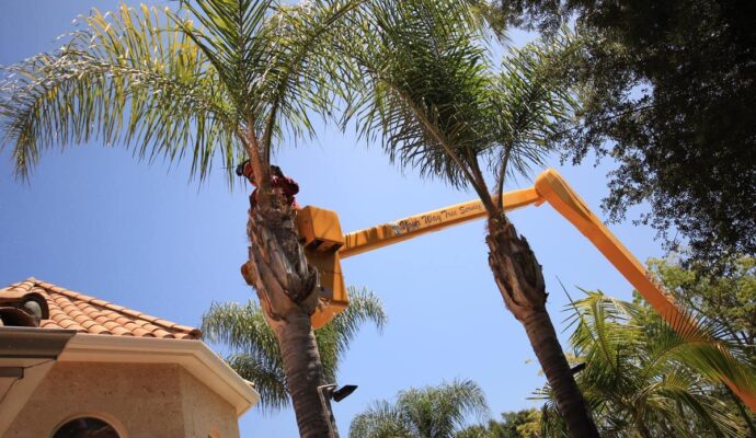 Palm Tree Trimming-Pros-Pro Tree Trimming & Removal Team of Lantana