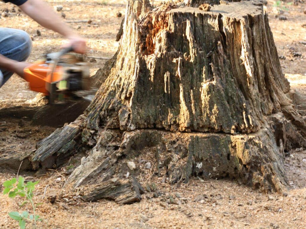 Stump Removal-Pros-Pro Tree Trimming & Removal Team of Lantana