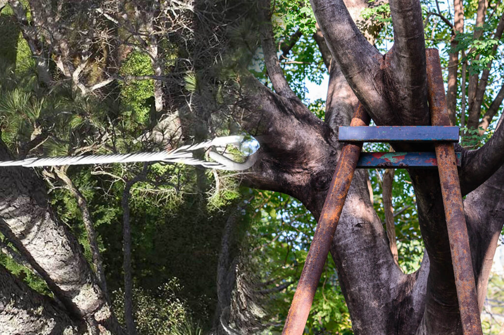 Tree Bracing & Tree Cabling Experts-Pro Tree Trimming & Removal Team of Lantana