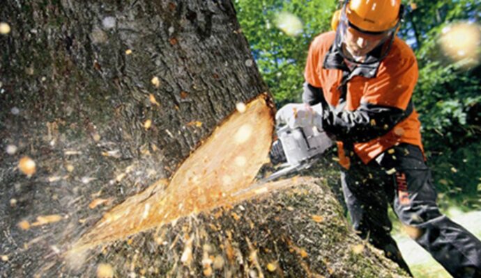 Tree Cutting-Pros-Pro Tree Trimming & Removal Team of Lantana