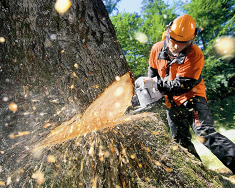 Tree Cutting-Pros-Pro Tree Trimming & Removal Team of Lantana