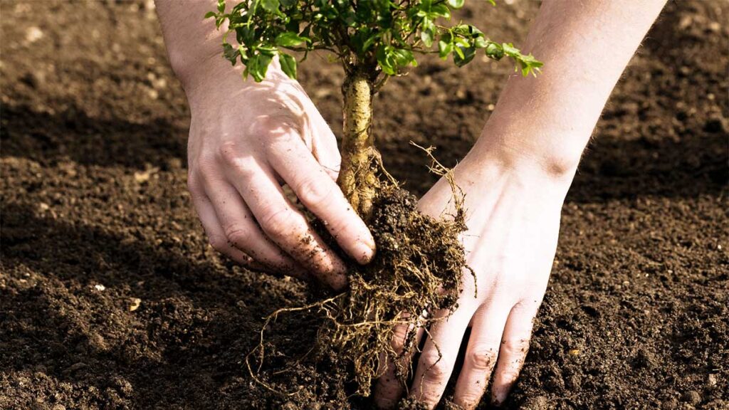 Tree Planting-Pros-Pro Tree Trimming & Removal Team of Lantana