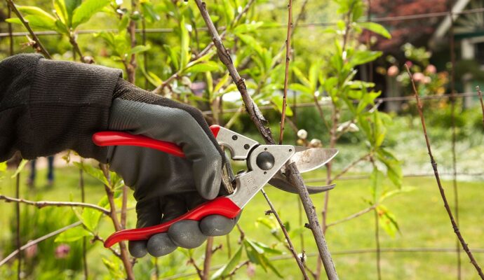 Tree Pruning Pros-Pro Tree Trimming & Removal Team of Lantana