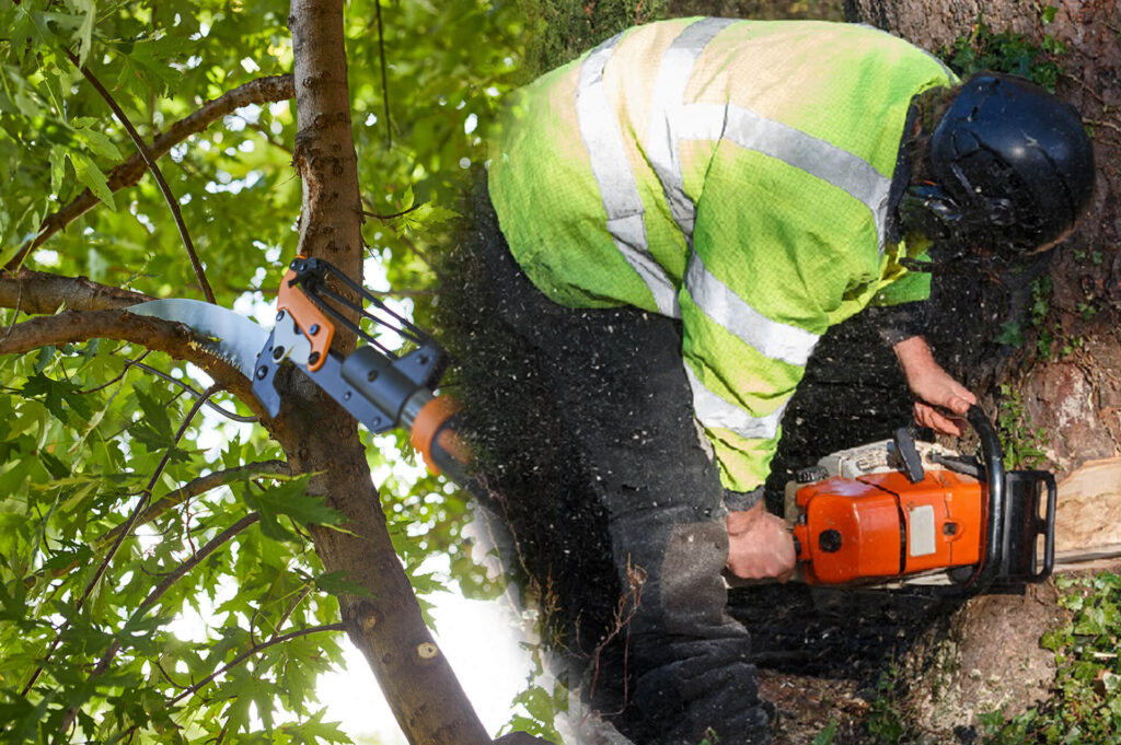Tree Pruning & Tree Removal Experts-Pro Tree Trimming & Removal Team of Lantana