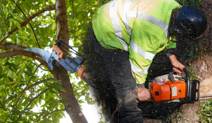 Tree Pruning & Tree Removal Experts-Pro Tree Trimming & Removal Team of Lantana