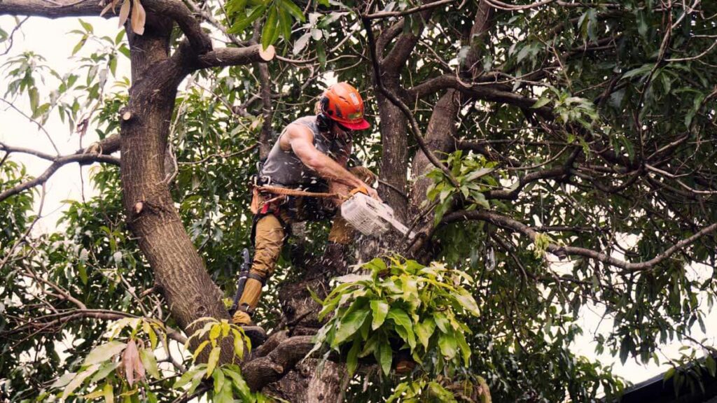 Tree Trimming Services Experts-Pro Tree Trimming & Removal Team of Lantana