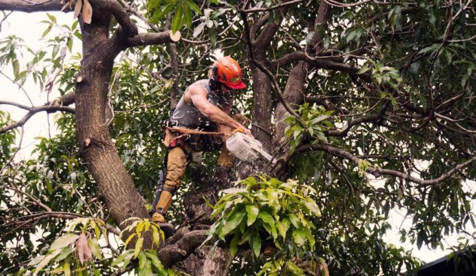 Tree Trimming Services Experts-Pro Tree Trimming & Removal Team of Lantana