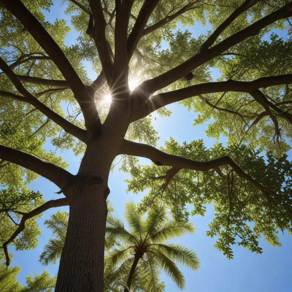 Beating the Heat: Strategies for Protecting Trees in the Florida Sunshine