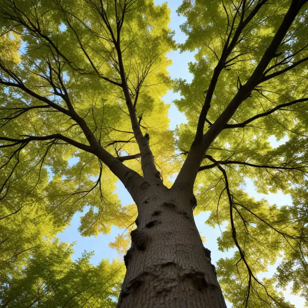 Cultivating a Thriving Urban Forest: The Benefits of Professional Tree Maintenance