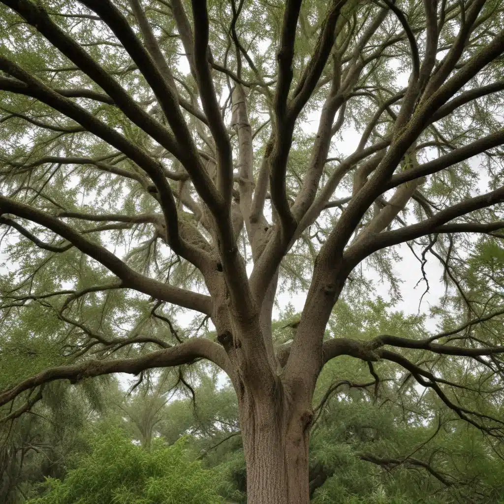 Preparing Your Trees for Hurricane Season: Pre-Storm Precautions and Recovery